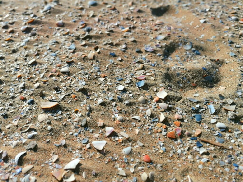 Close-up of colorful seashells scattered on sandy beach in Lido di Jesolo, Italy.