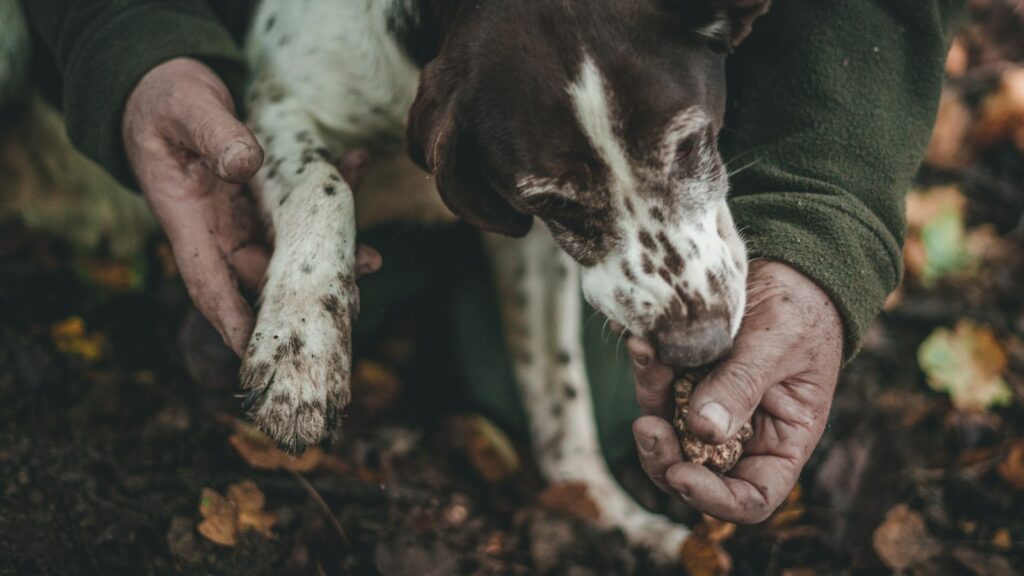 Hunting dog held by its handler in the woods